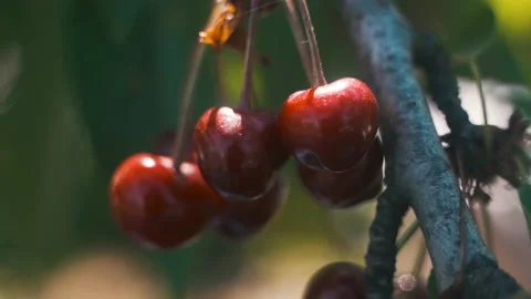 Fruit trees in the garden. Cherry. cherry. Harvest of stone fruits. Stock Footage 231711970