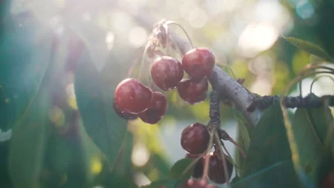 Fruit trees in the garden. Cherry. cherry. Harvest of stone fruits. Stock Footage 231712761
