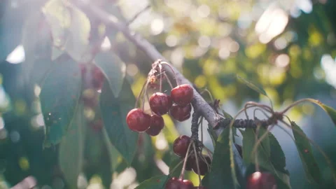 Fruit trees in the garden. Cherry. cherry. Harvest of stone fruits. Stock Footage 231713049