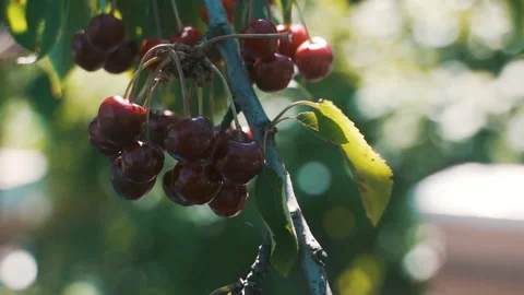 Fruit trees in the garden. Cherry. cherry. Harvest of stone fruits. Video stock 231716950