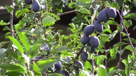 Fruit trees in garden Stock Footage 79562380