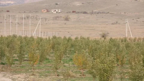 Fruit trees garden Stock Footage 318848505