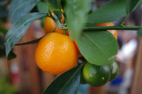 Fruit trees for a garden Stock Photos