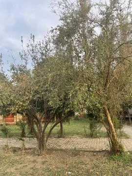 Fruit Trees in the Garden Stock Photos