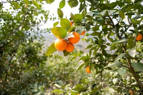 Fruit trees, gardens, orange tree Stock Photos