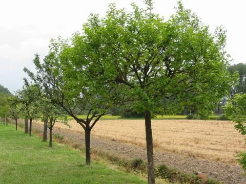 Fruit trees with green leaves in spring . Tuscany, Italy Stock Photos