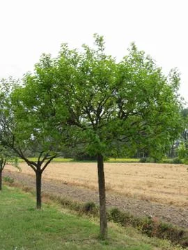 Fruit trees with green leaves in spring . Tuscany, Italy Stock Photos