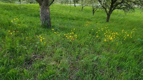 Fruit trees on green meadow Stock Footage 129513454