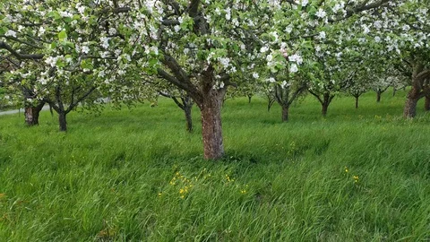 Fruit trees on green meadow Stock Footage 129513644