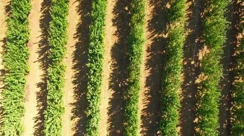 Fruit Trees Growing  In Rows In The Garden Stock-Footage 55430269