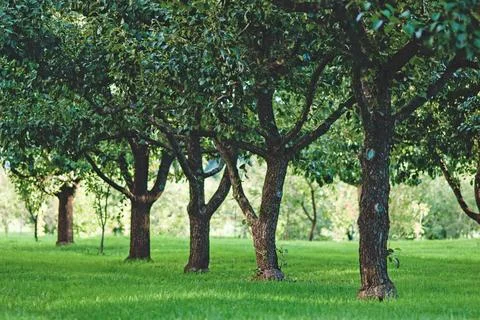 Fruit trees growing in rows in orchard Fotos Stock