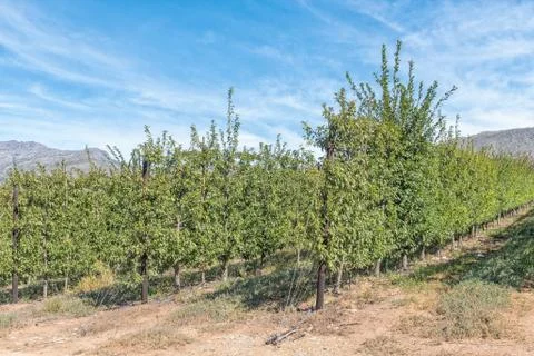 Fruit trees grown using the espalier method Stock-Fotos