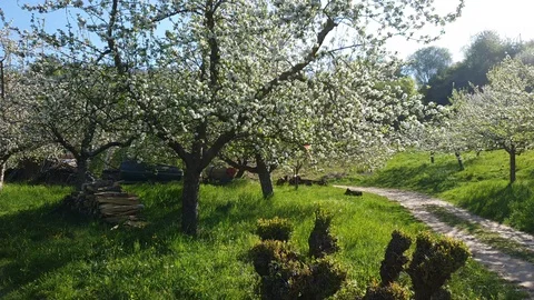 Fruit trees ins spring with flowers Stock Footage 129513643