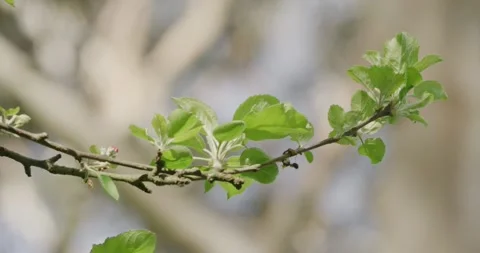 Fruit Trees Leaves, Macro Shot 8K Stock Footage 330693051