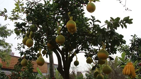 Fruit trees on New Year Stock-Footage 72982701