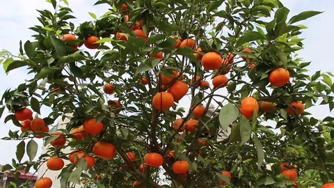 Fruit trees on New Year Stock Footage 72983646
