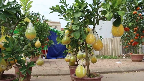 Fruit trees on New Year Stock Footage 72983880