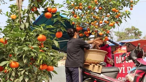 Fruit trees on New Year Stock Footage 72983979