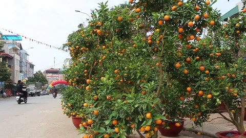 Fruit trees on New Year Stock Footage 72984163