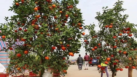 Fruit trees on New Year Stock Footage 72984166