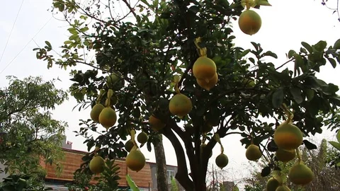 Fruit trees on New Year Stock Footage 72984299