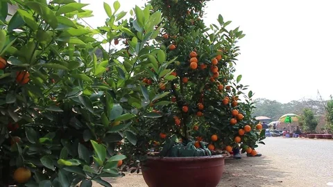 Fruit trees on New Year Stock Footage 72984442