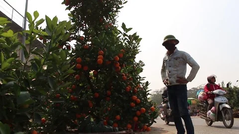 Fruit trees on New Year Stock Footage 72984450