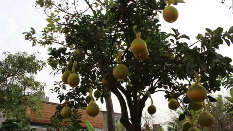 Fruit trees on New Year Stock Footage 73058702