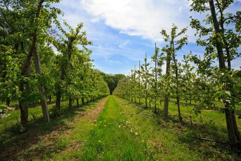 Fruit trees in an orchard in spring Stock Photos
