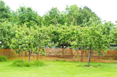 Fruit trees Foto stock