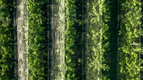 Fruit trees plantation. Rows of green trees aerial top down view Stock Footage 171929254