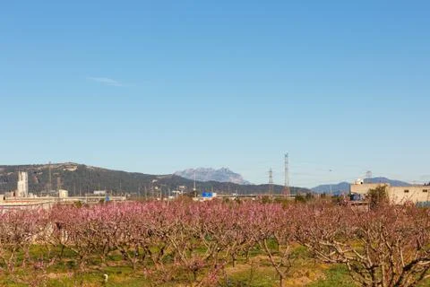 Fruit trees in spring in the "Baix Llobregat" Barcelona Stock Photos