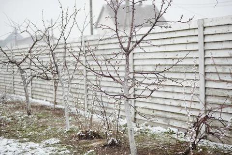 Fruit trees with spring buds caught in unexpected snowfall in backyard garden Stock Photos