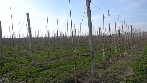 Fruit trees in the spring garden Видео 102505180