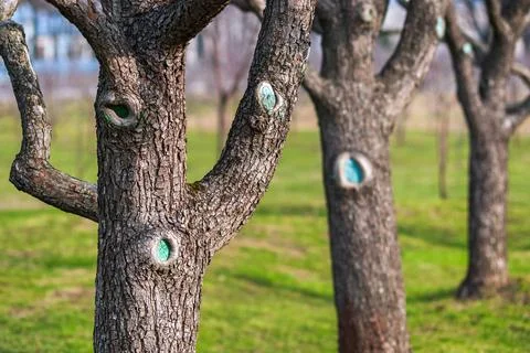 Fruit trees in spring orchard - bare pear or apple trees on sunny day Stock-Fotos