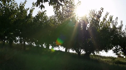Fruit trees at sunset Stock Footage 95928508