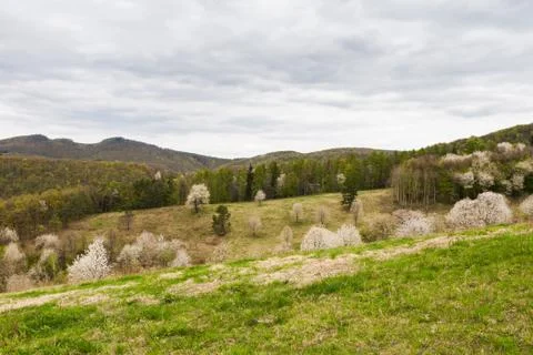 Fruit trees in white bloom Foto stock