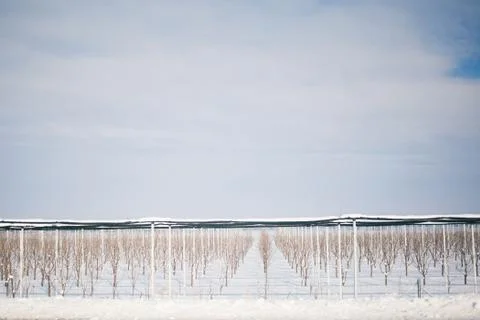 Fruit trees at winter time Stock Photos