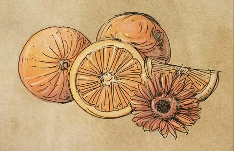 Fruit two oranges Stock Illustration