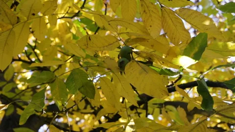 The fruit of the unripe walnut hangs on a tree branch, among the yellow foliage. Stock Footage 97195453