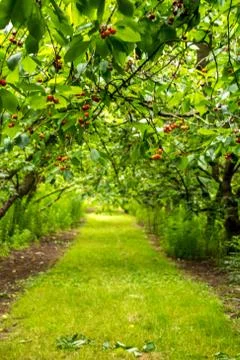 Fruit &amp; Vegetable Orchids Foto stock