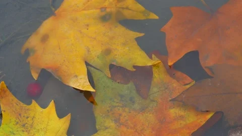 The fruit of the viburnum falls into the puddle Stock Footage 98798724