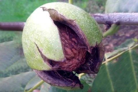 The fruit of the walnut Stock Photos