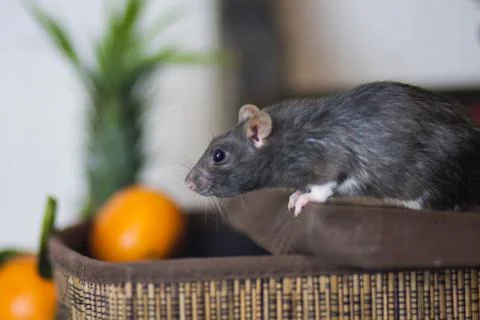 Fruit warehouse. Gray mouse. Gray rat Gray mouse steals food. Stock Photos