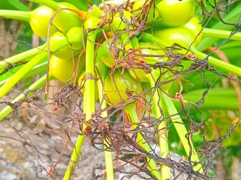 Fruit from the weeds on the beach Stock Photos
