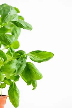 Fruit on white background Stock Photos