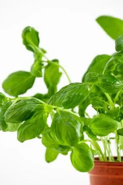 Fruit on white background Stock Photos