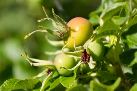 Fruit of a wild rose Stock Photos