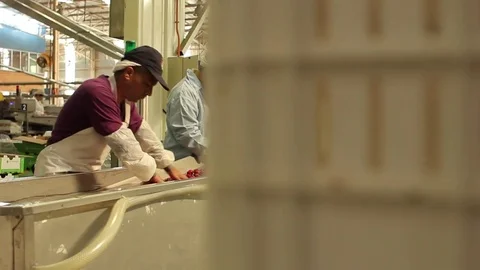 Fruit workers quality control Stock Footage 77100614