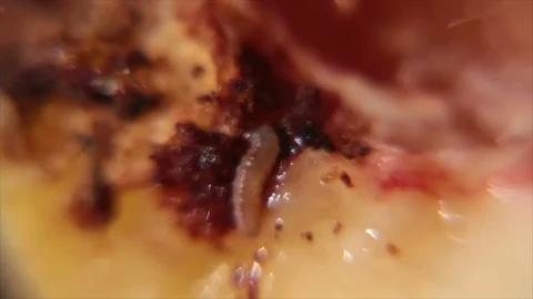 Fruit worm Stockbeeldmateriaal 72982994